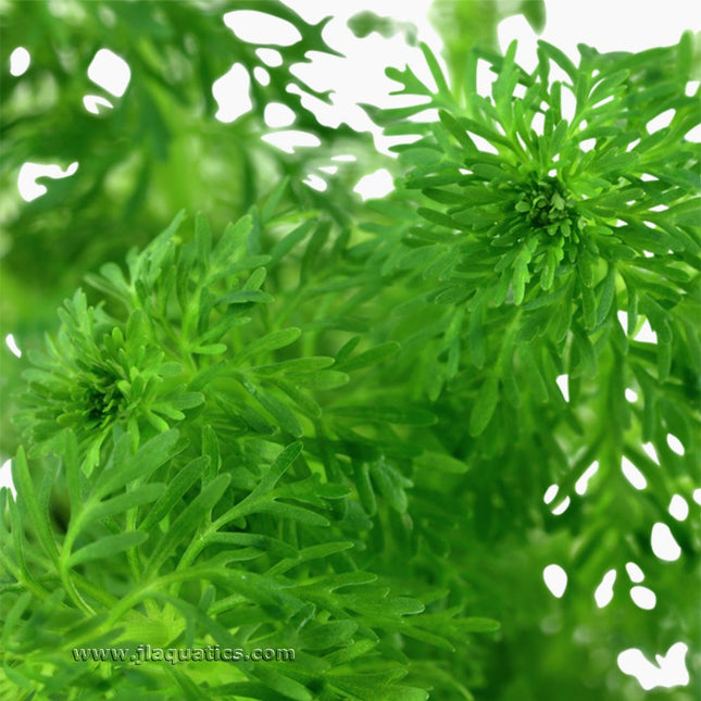 Tropica Limnophila sessiliflora Potted Plant close-up of this aquarium plant