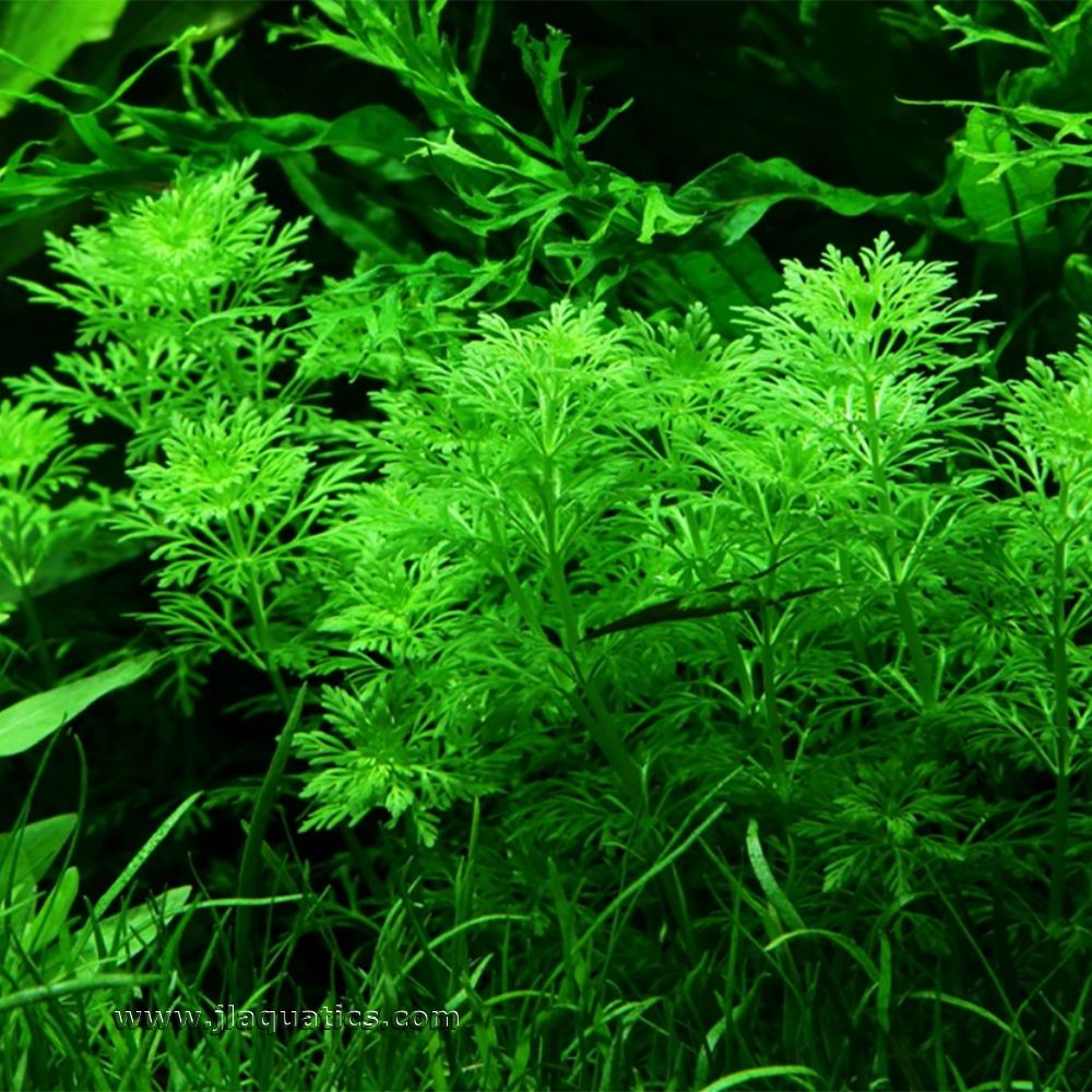 Tropica Limnophila sessiliflora Potted Plant planted in a freshwater aquarium