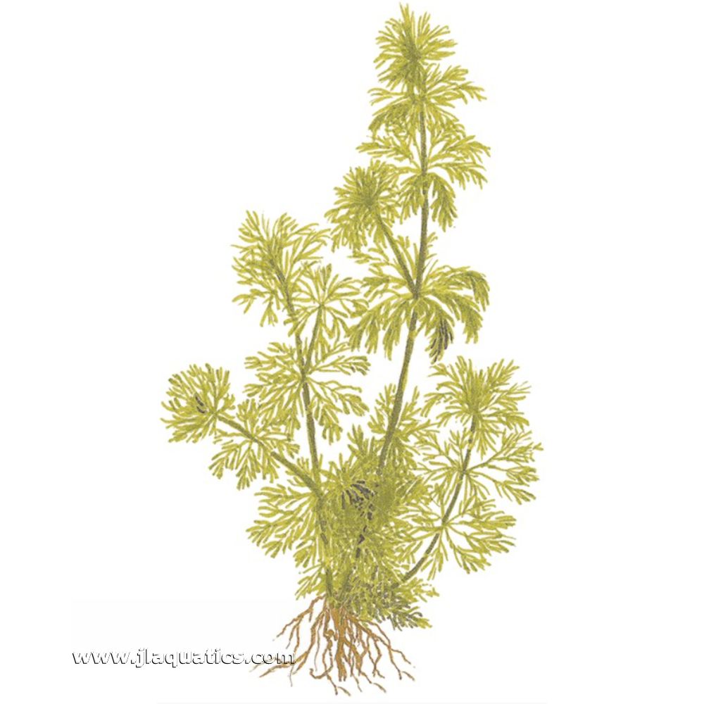 Illustration including root structure of the Tropica Limnophila sessiliflora Potted Plant