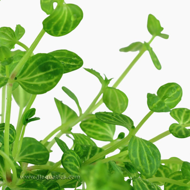 Tropica Lindernia rotundifolia Potted Plant close up of leaf structure