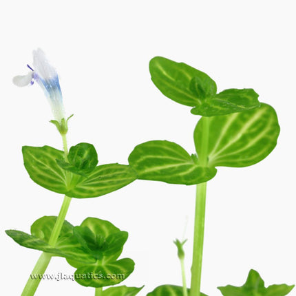 Tropica Lindernia rotundifolia Potted Plant close up of flowering aquarium plant