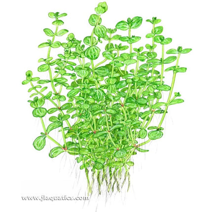 Illustration including root structure of the Tropica Lindernia rotundifolia Potted Plant
