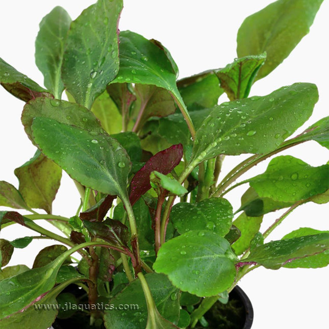 Tropica Lobelia cardinalis Potted Plant close-up of leaf structure