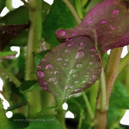 underside of the leaves of the Tropica Lobelia cardinalis Potted Plant