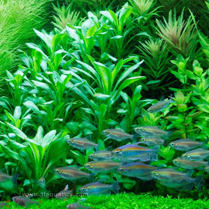 Tropica Lobelia cardinalis Potted Plant in a freshwater aquarium.