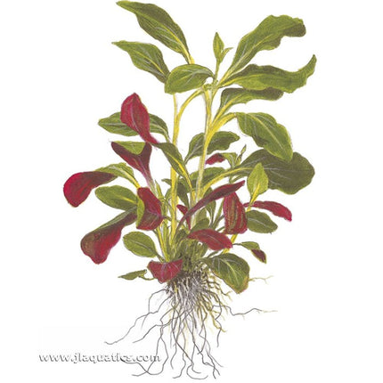 Illustration including root structure of the Tropica Lobelia cardinalis Potted Plant