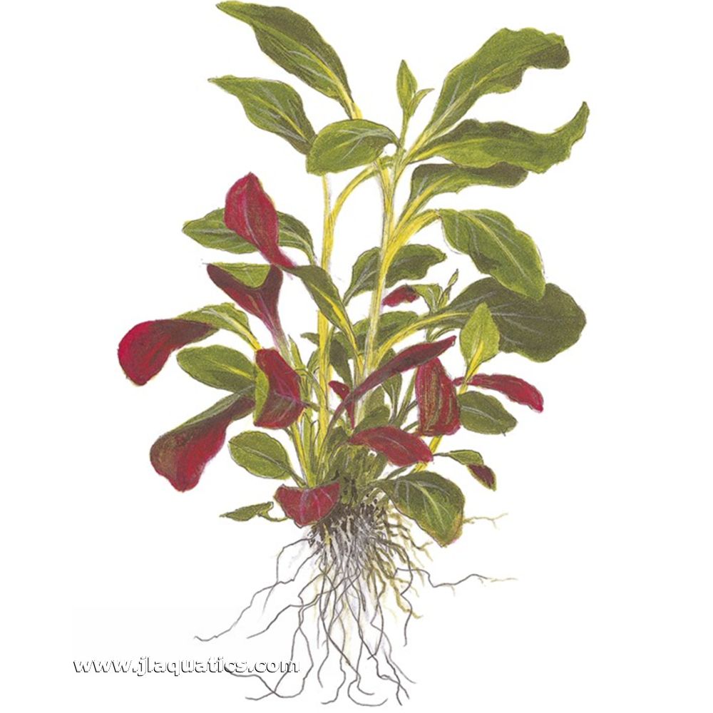 Illustration including root structure of the Tropica Lobelia cardinalis Potted Plant