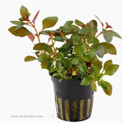Tropica Ludwiga repens (Rubin) Potted Plant