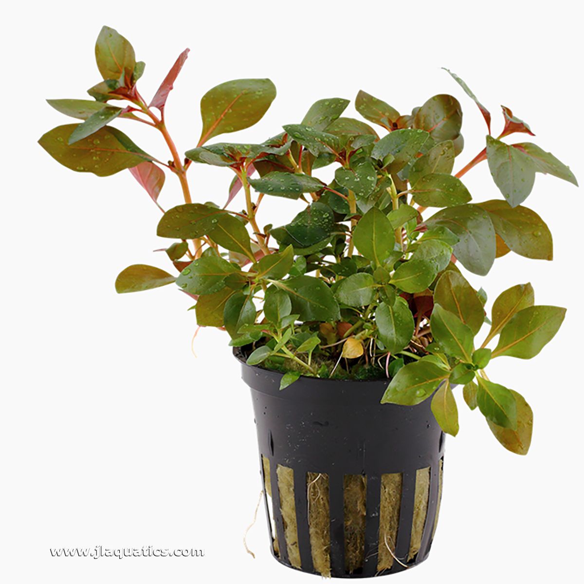 Tropica Ludwiga repens (Rubin) Potted Plant