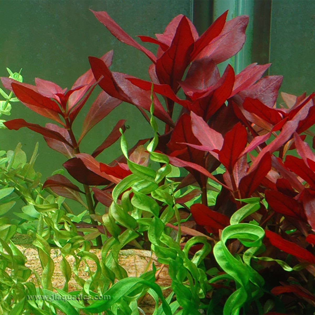 Tropica Ludwiga repens (Rubin) Potted Plant in a planted aquarium.