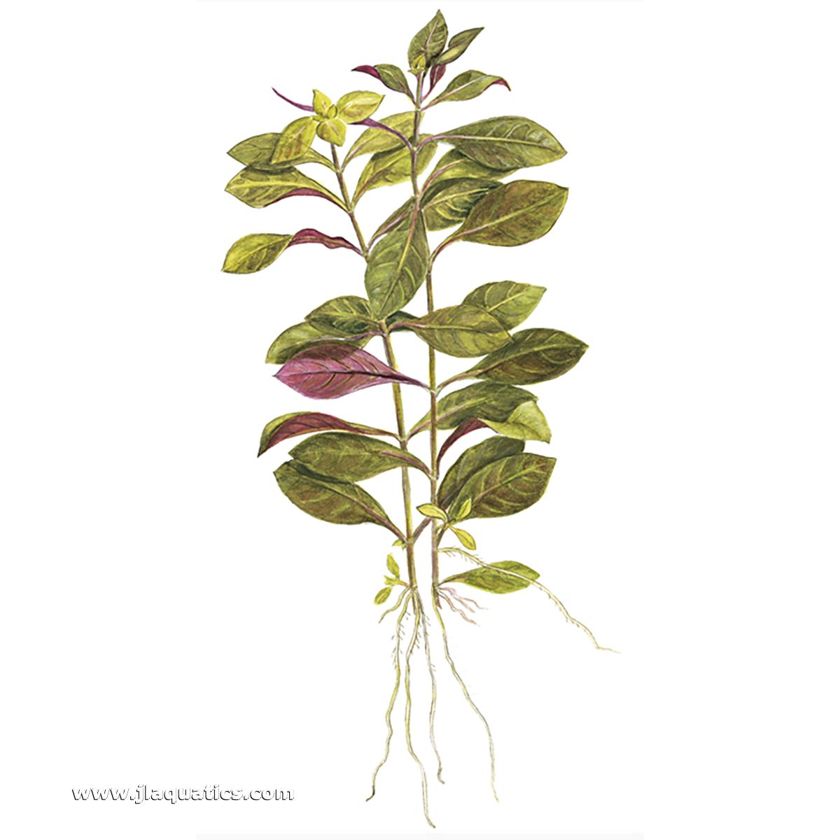 Diagram of the structure of the Tropica Ludwiga repens (Rubin) Potted Plant