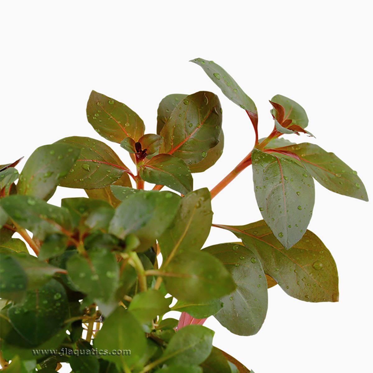 Tropica Ludwiga repens (Rubin) Potted Plant close-up view of leaves