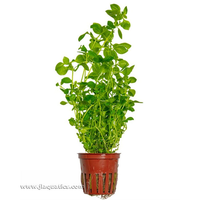 Tropica Ludwigia palustris (Green) Potted Plant