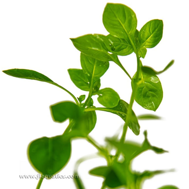 Tropica Ludwigia palustris (Green) close-up of leaves of this aquarium plant