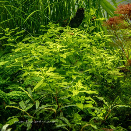Tropica Ludwigia palustris (Green) planted in a freshwater aquarium