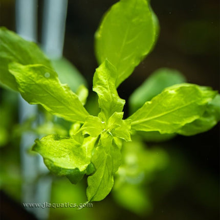 Tropica Ludwigia palustris (Green) new shoots growing in an aquarium