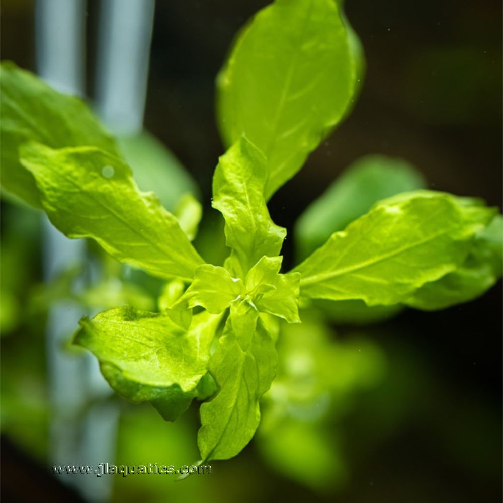 Tropica Ludwigia palustris (Green) new shoots growing in an aquarium
