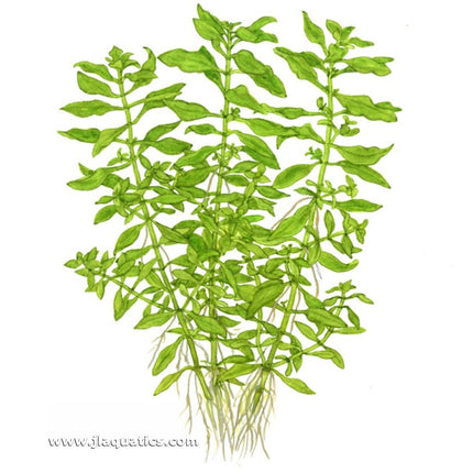 Tropica Ludwigia palustris (Green) diagram of full aquarium plant including root structure