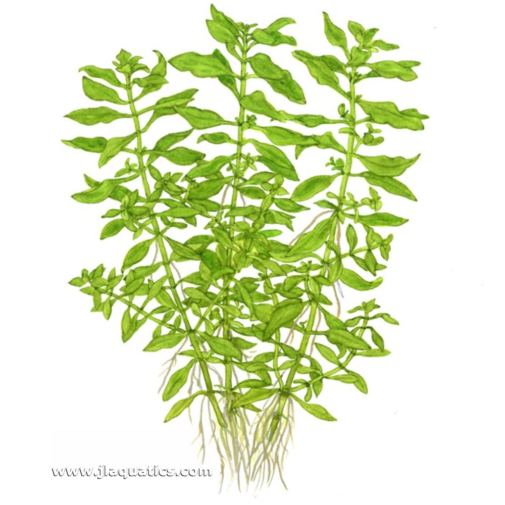 Tropica Ludwigia palustris (Green) diagram of full aquarium plant including root structure