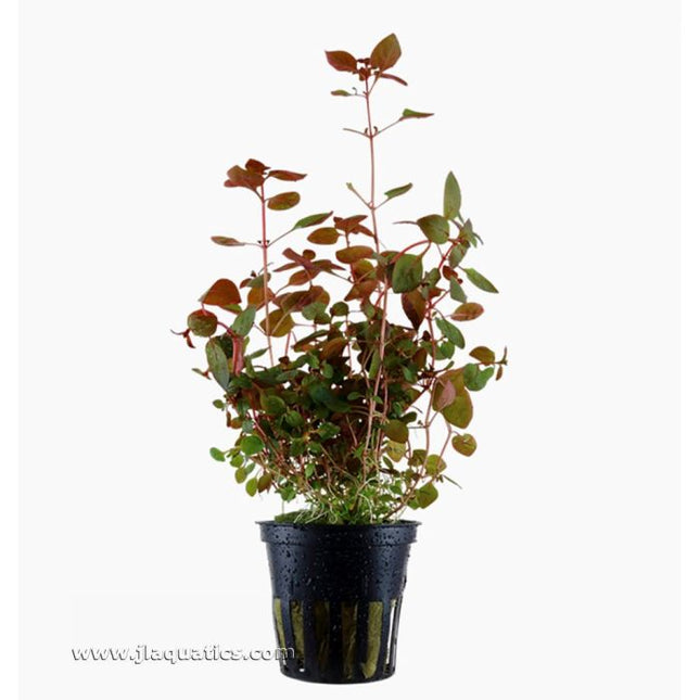 Tropica Ludwigia palustris Potted Plant