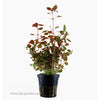 Tropica Ludwigia palustris Potted Plant