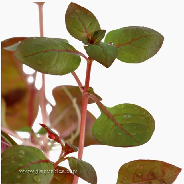 Tropica Ludwigia palustris Potted Plant