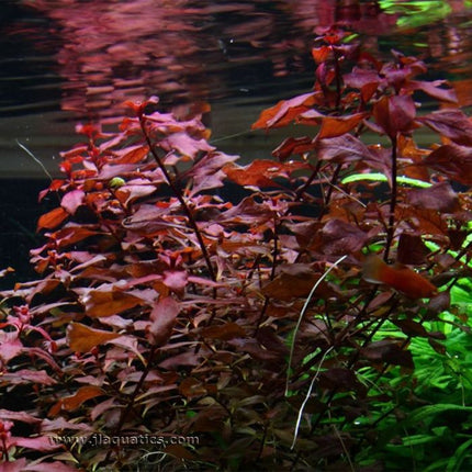 Tropica Ludwigia palustris Potted Plant