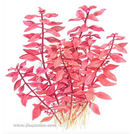 Tropica Ludwigia palustris Potted Plant