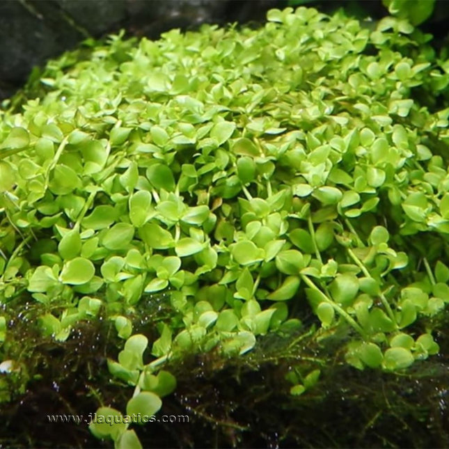 Tropica Micranthemum tweediei (Monte Carlo) Potted Plant in a freshwater aquarium.