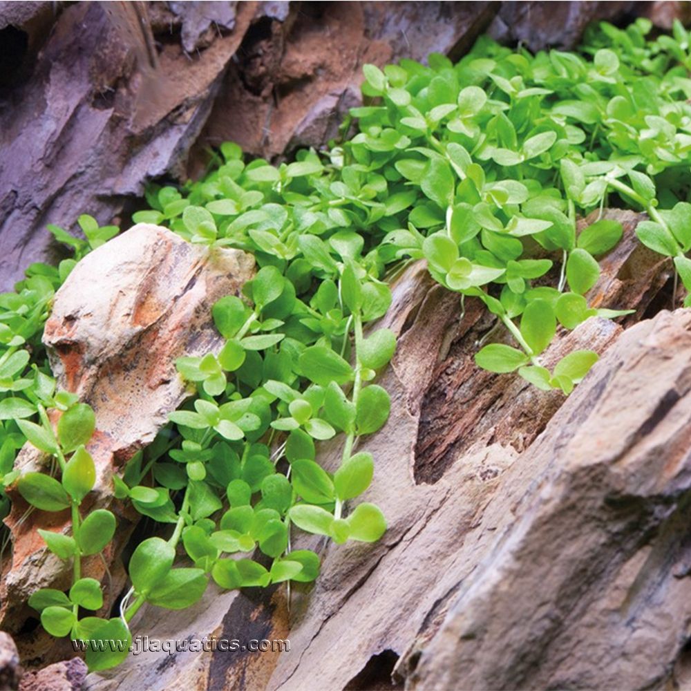 Tropica Micranthemum tweediei (Monte Carlo) Potted Plant planted on aquarium driftwood.