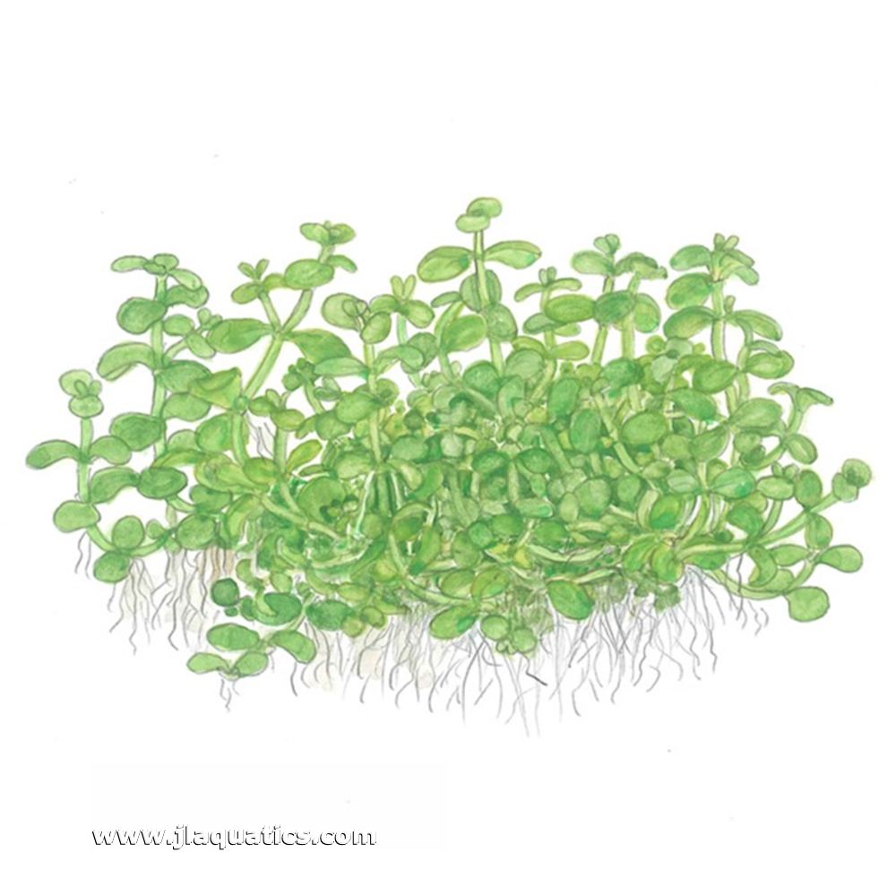 Illustration including root structure of the Tropica Micranthemum tweediei (Monte Carlo) Potted Plant