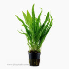 Tropica Microsorum pteropus Potted Plant