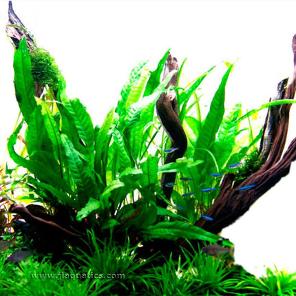 Tropica Microsorum pteropus Potted Plant growing on wood in a planted tank.