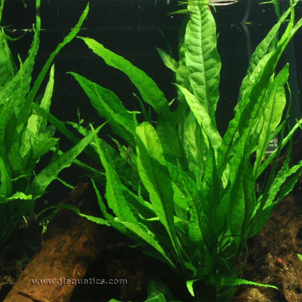 Tropica Microsorum pteropus Potted Plant growing in a freshwater aquarium.