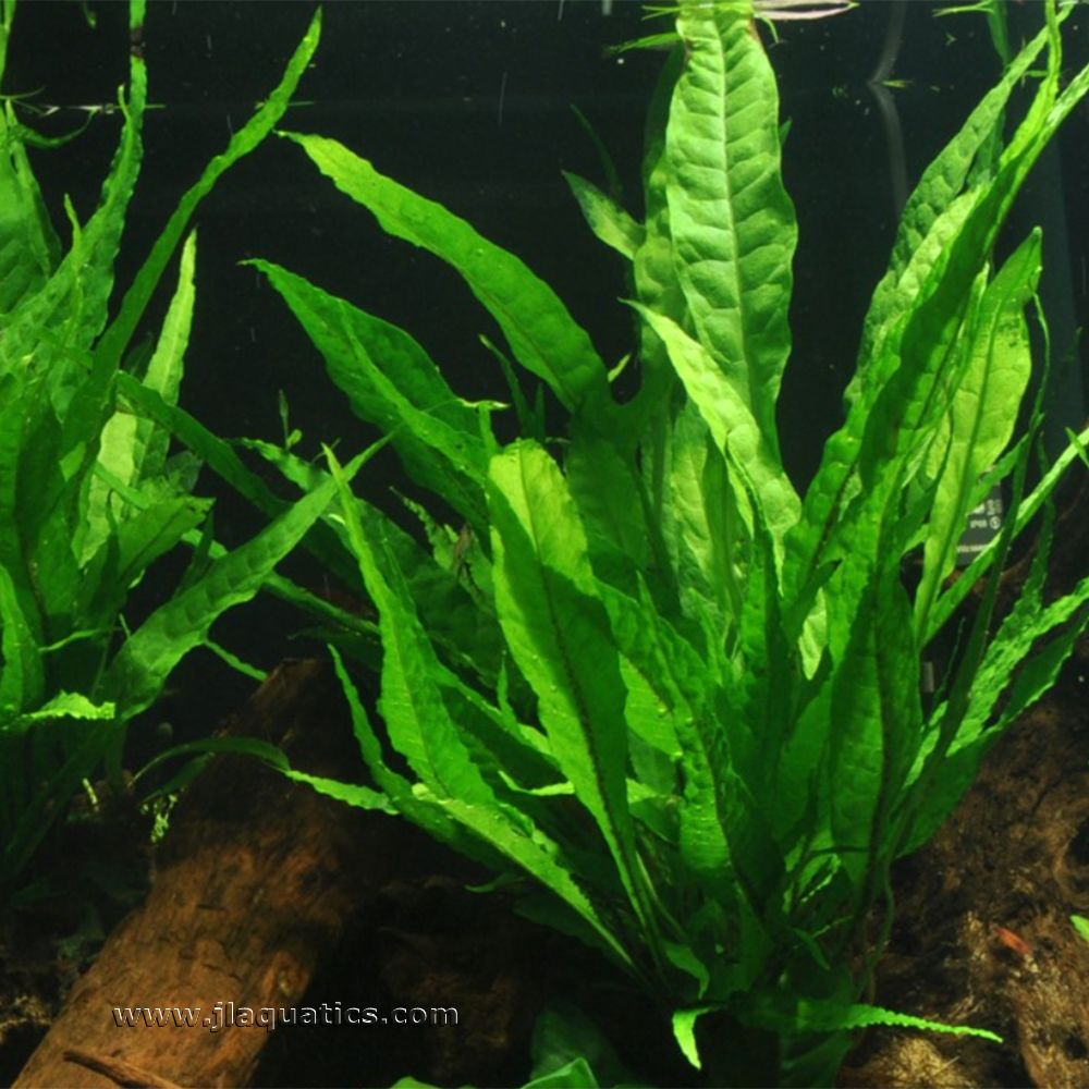 Tropica Microsorum pteropus Potted Plant growing in a freshwater aquarium.