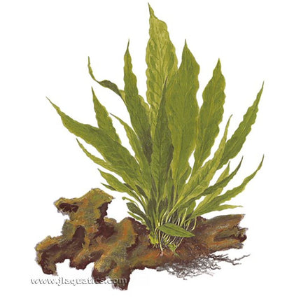 Illustration including root structure of the Tropica Microsorum pteropus Potted Plant