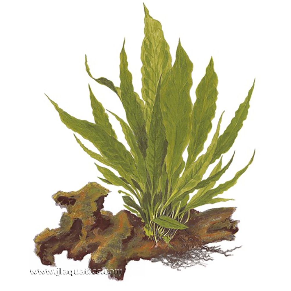 Illustration including root structure of the Tropica Microsorum pteropus Potted Plant