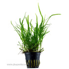 Tropica Microsorum pteropus (Trident) Potted Plant