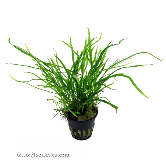 Tropica Microsorum pteropus (Trident) Potted Plant top view