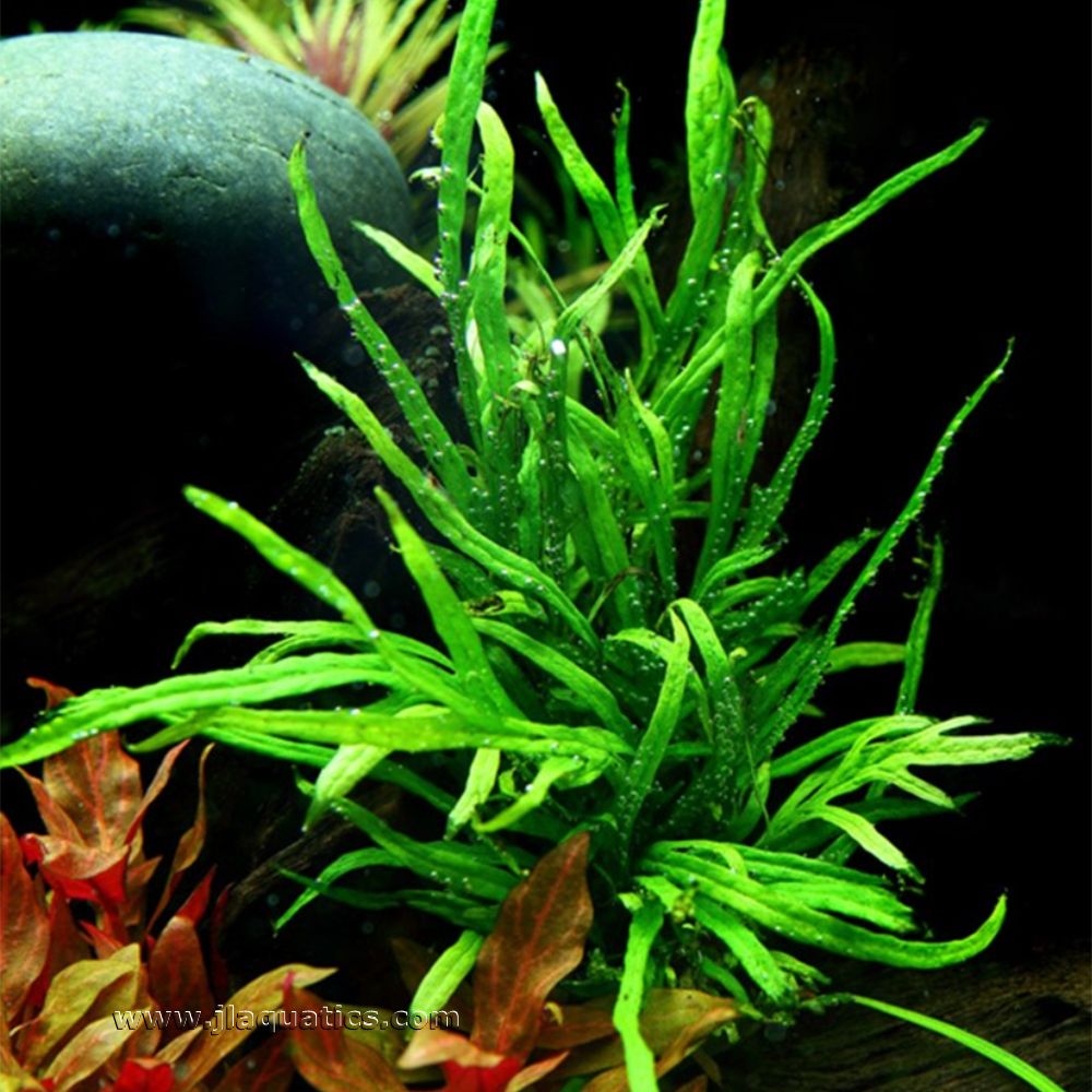 Tropica Microsorum pteropus (Trident) Potted Plant planted in a freshwater aquarium.