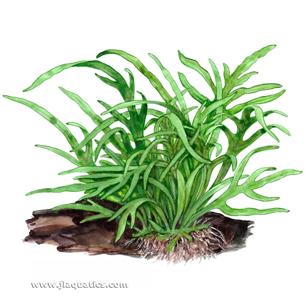 Diagram including root structure of the Tropica Microsorum pteropus (Trident) Potted Plant