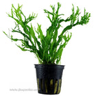 Tropica Microsorum pteropus (Windelov) Potted Plant