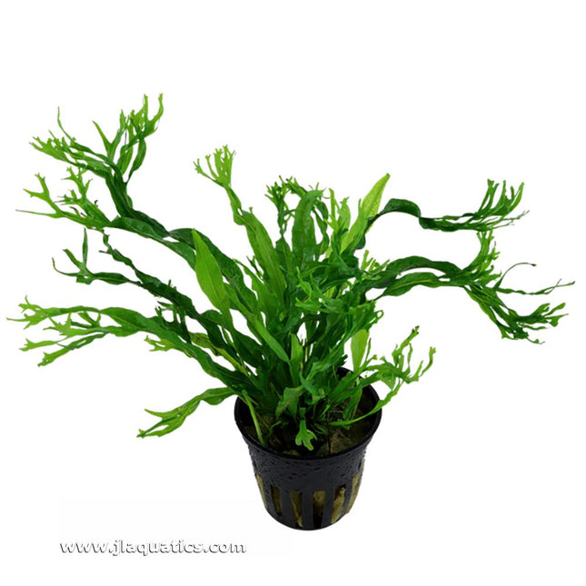 Tropica Microsorum pteropus (Windelov) Potted Plant Top View