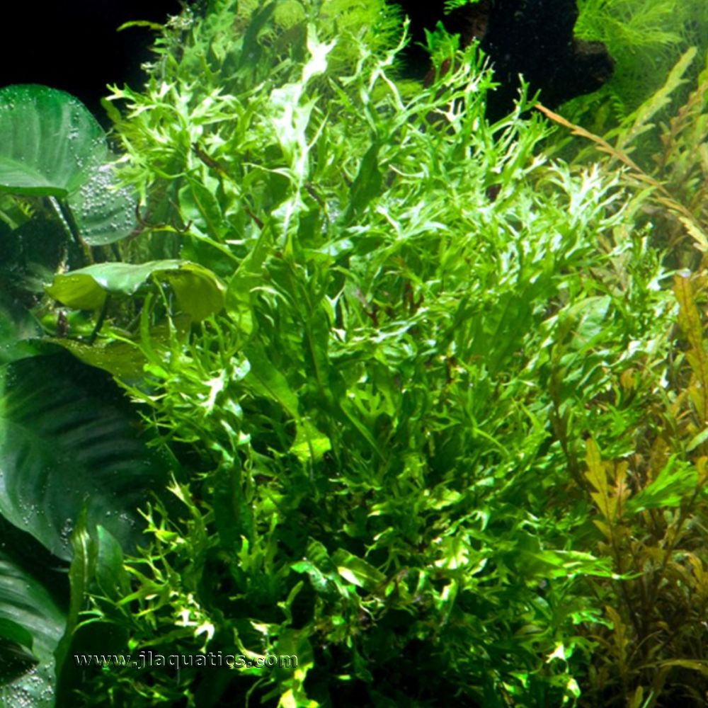 Tropica Microsorum pteropus (Windelov) mature plant in an aquarium