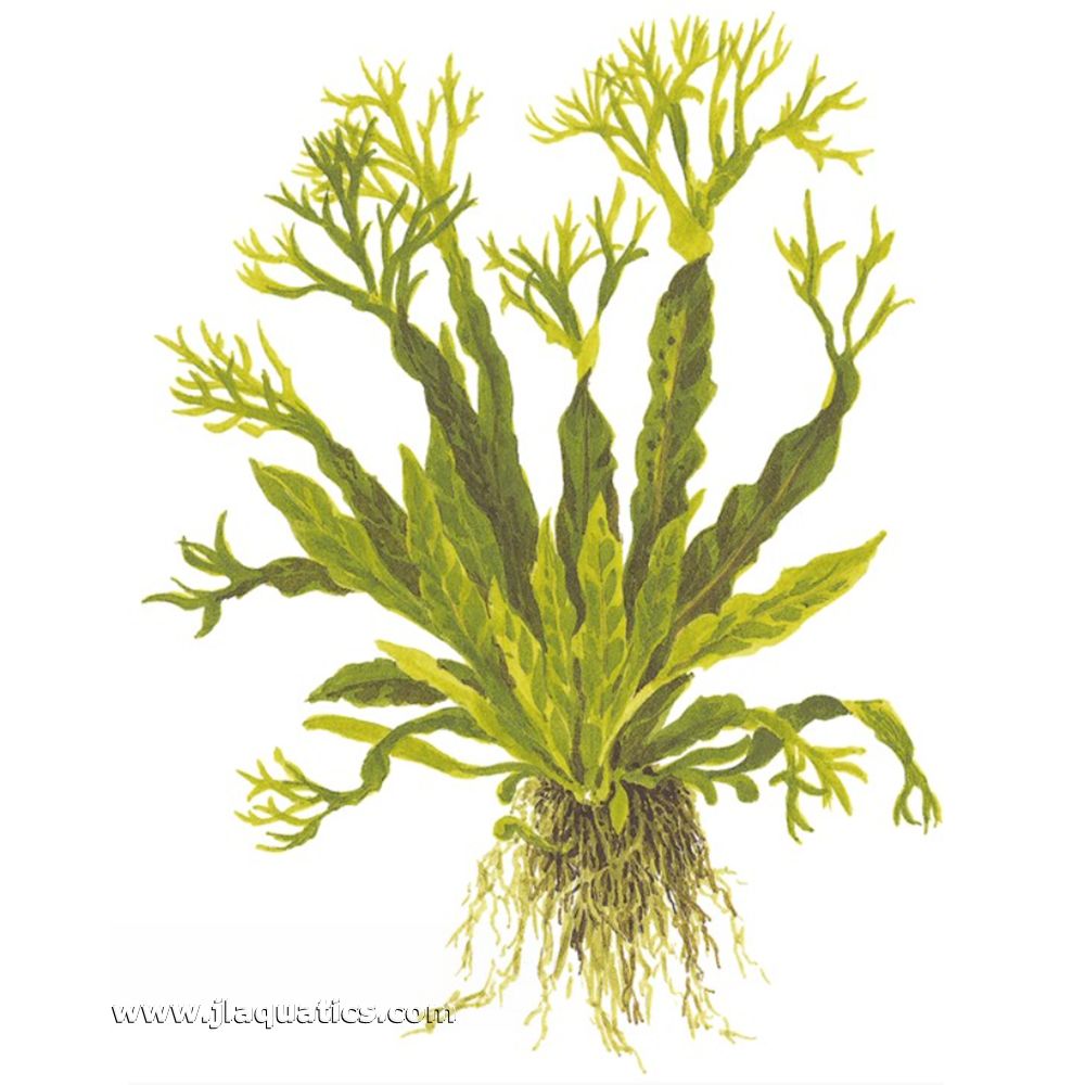Diagram including root structure of the Tropica Microsorum pteropus (Windelov) Potted Plant