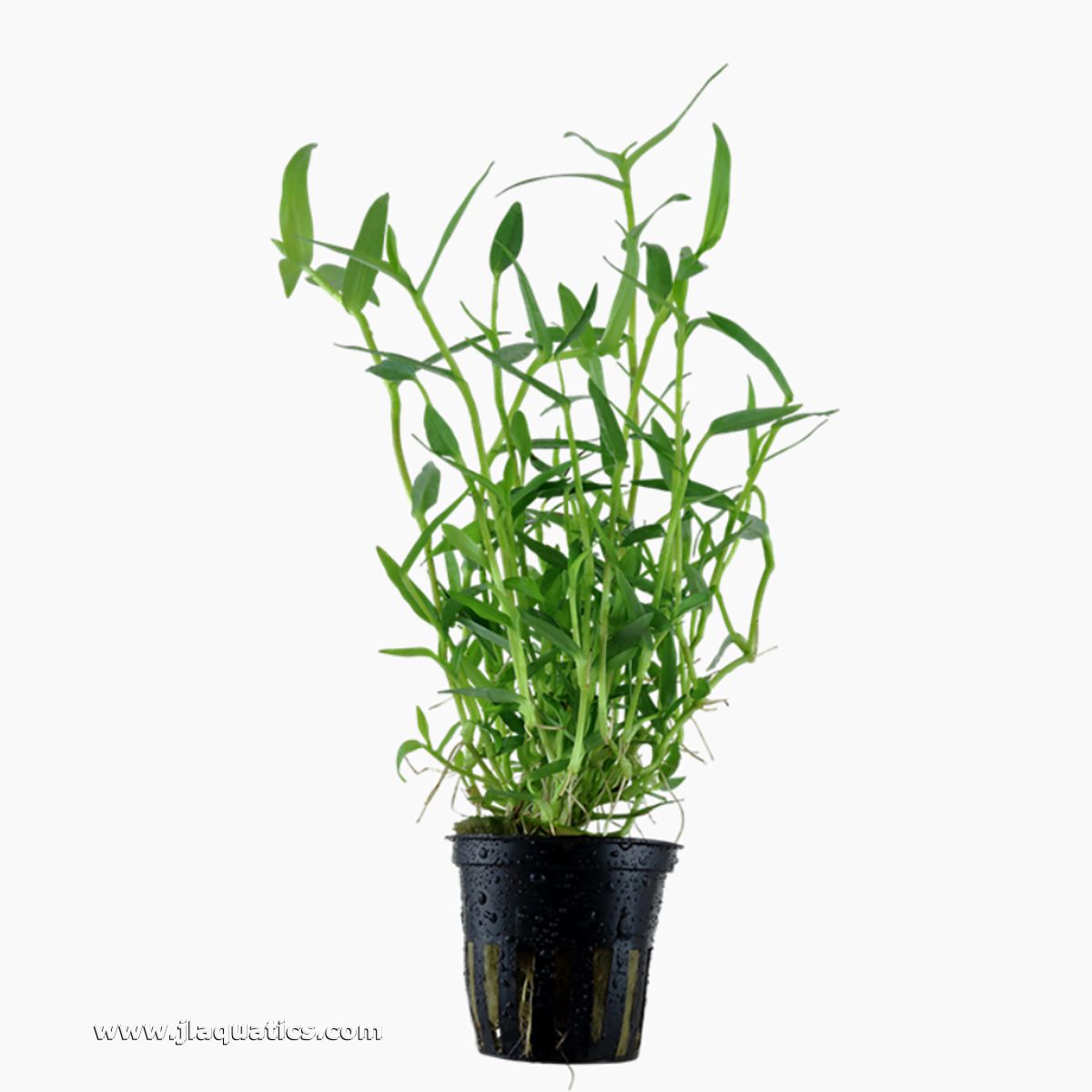 Tropica Murdannia keisak Potted Plant