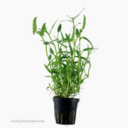 Tropica Murdannia keisak Potted Plant
