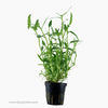 Tropica Murdannia keisak Potted Plant