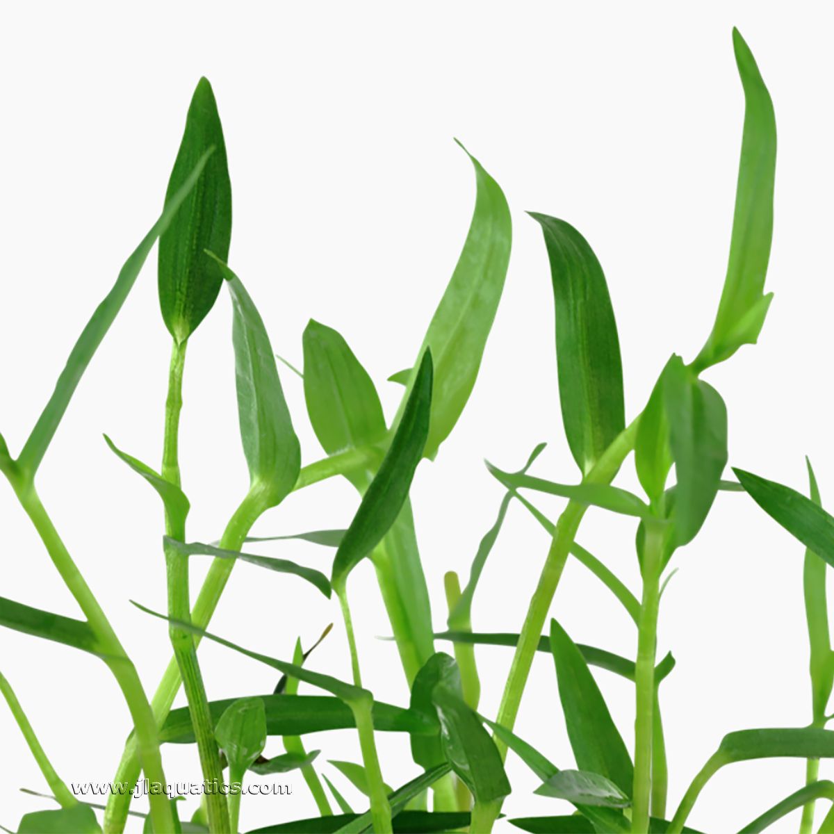 Tropica Murdannia keisak Potted Plant close up of leaves