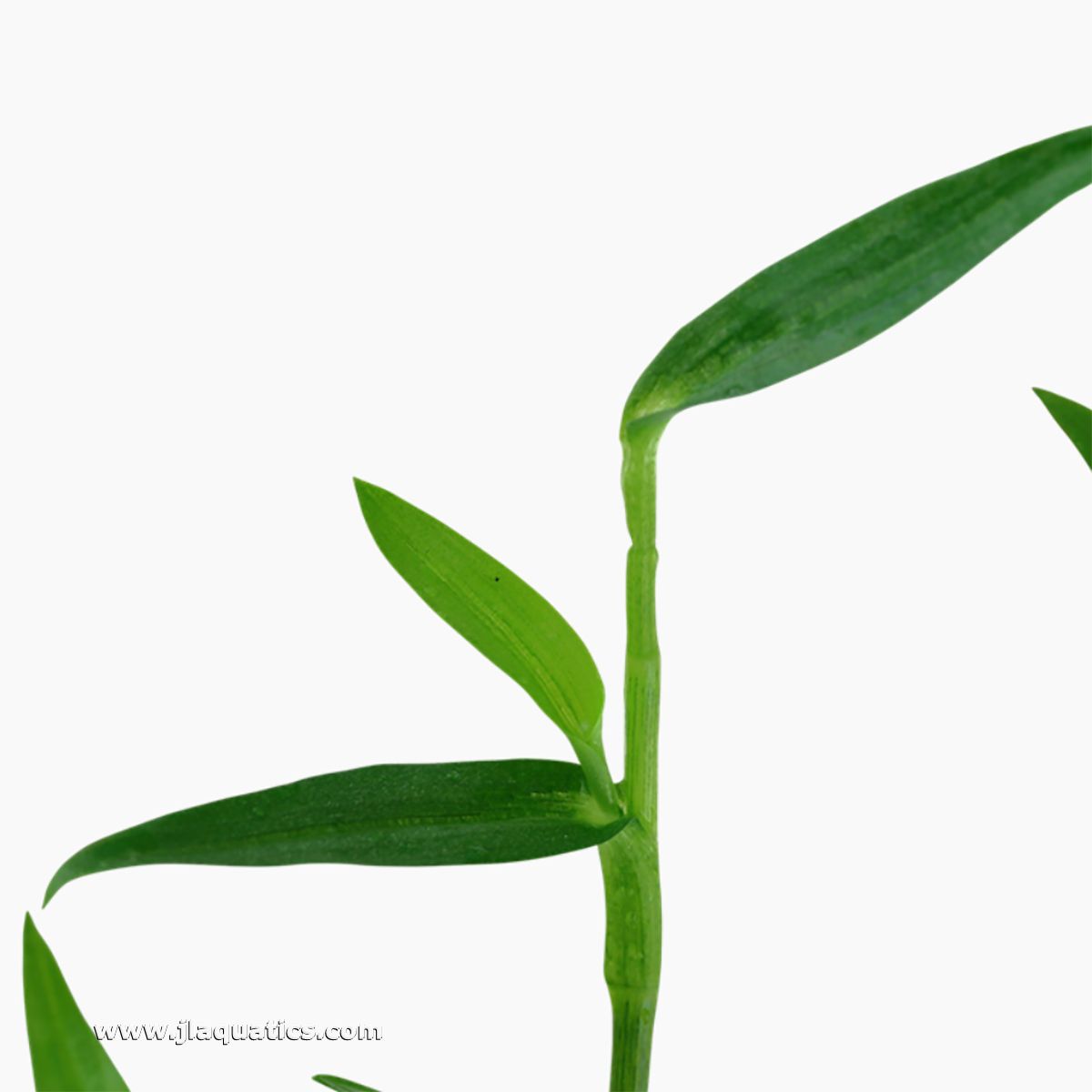 More close-ups of the Tropica Murdannia keisak Potted Plant